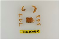 藏品(似方假厚蟹)的圖片